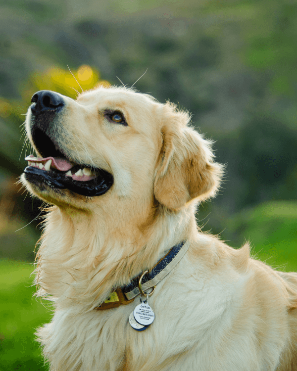 a pet dog