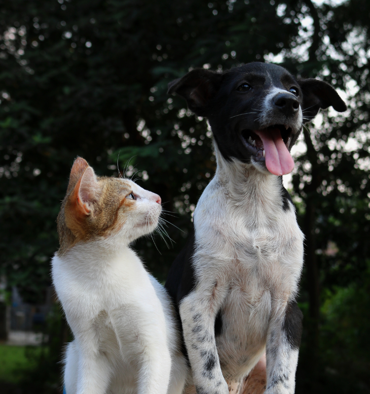 A Dog and Cat Sitting Together