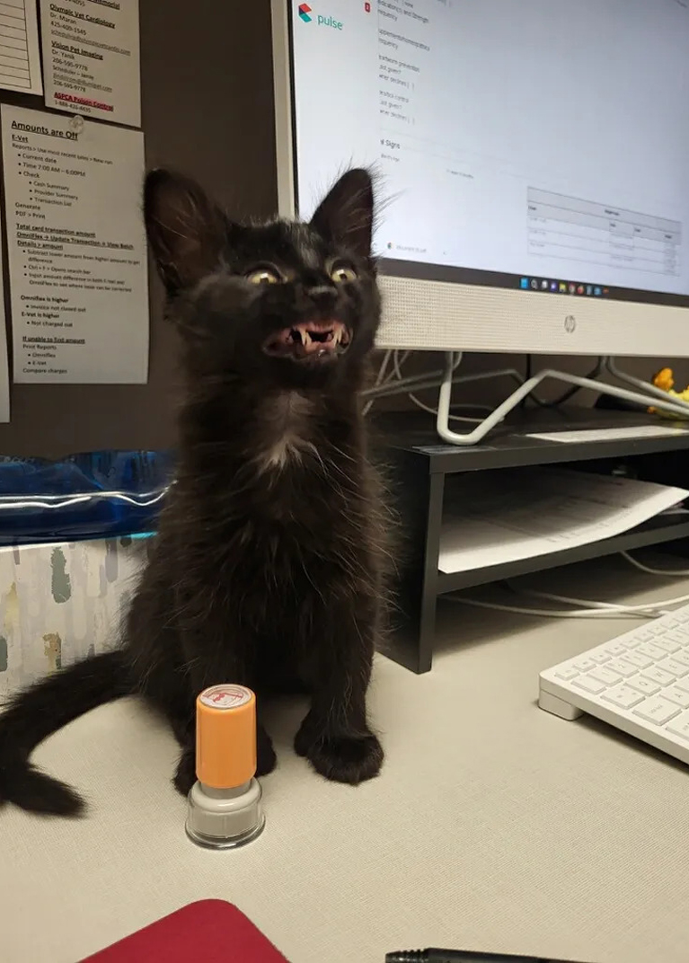 A Black Cat Sitting on a Desk