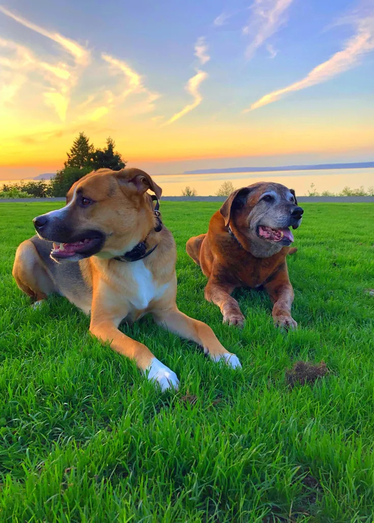 Two Dogs Lying on Grass
