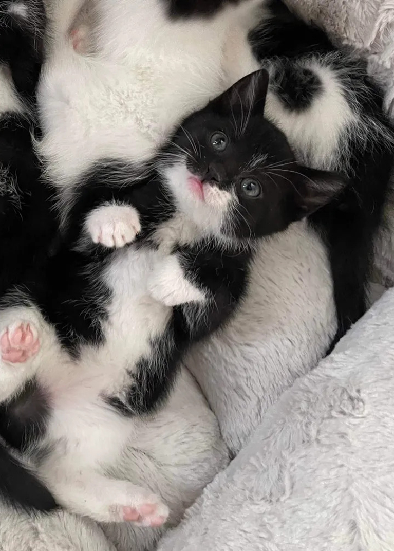 A Black and White Kitten
