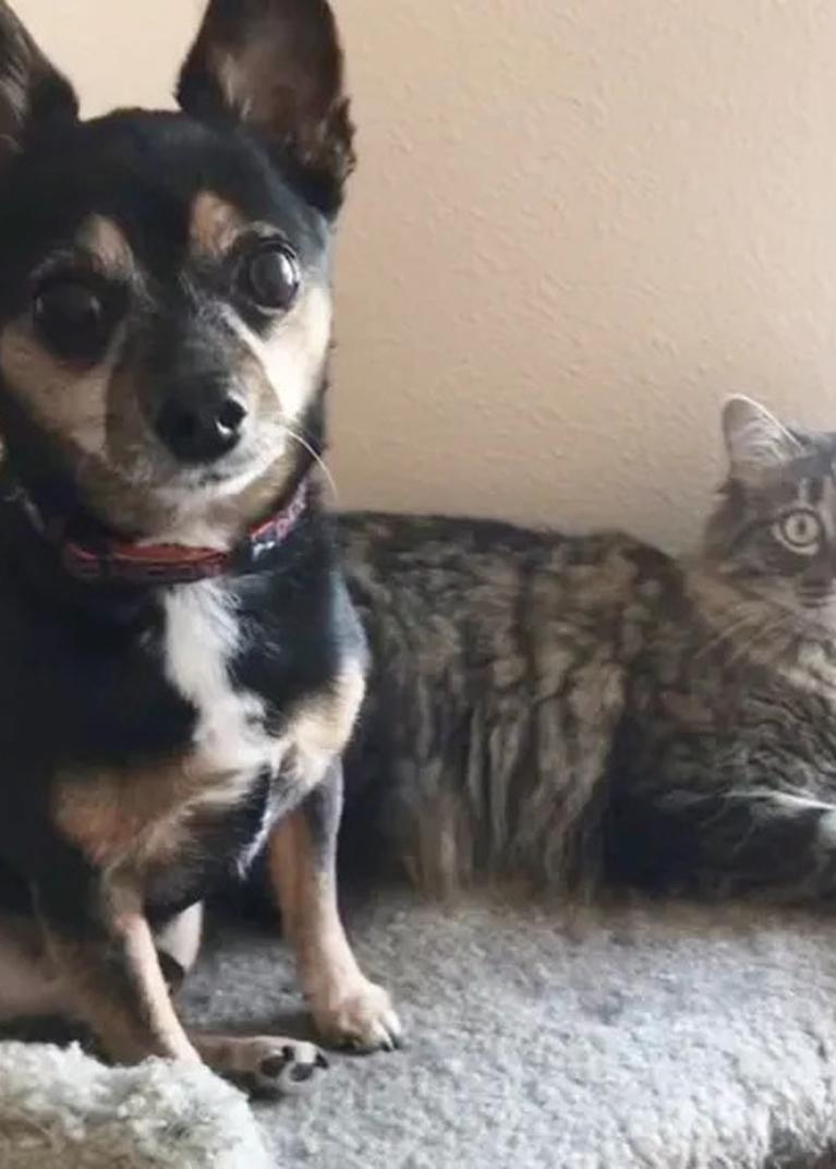 A Dog and a Cat