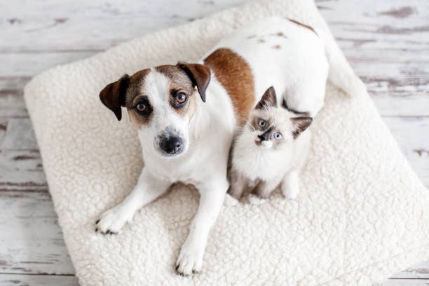 Beautiful dog and a small cat are sitting on a soft white pillow. A kitten and a puppy together at home. Cozy home