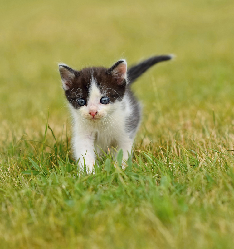 A Kitten on Grass