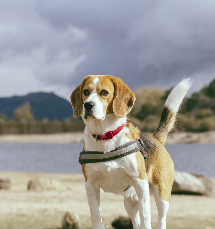 A Beagle on Beach