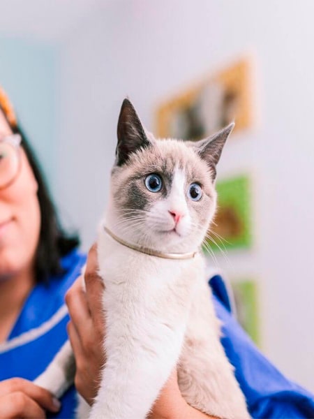 A cat with vet