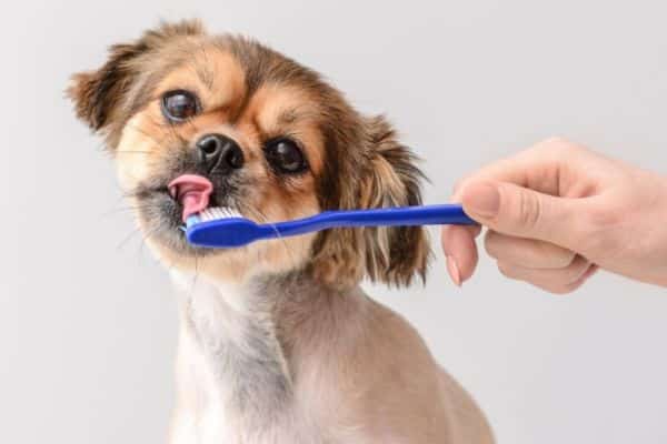 pet oral health image