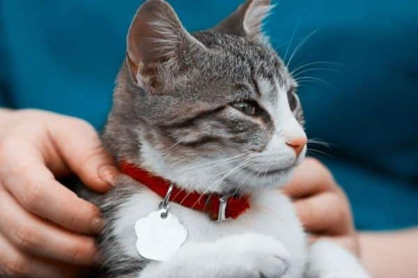 Pet cardiology image