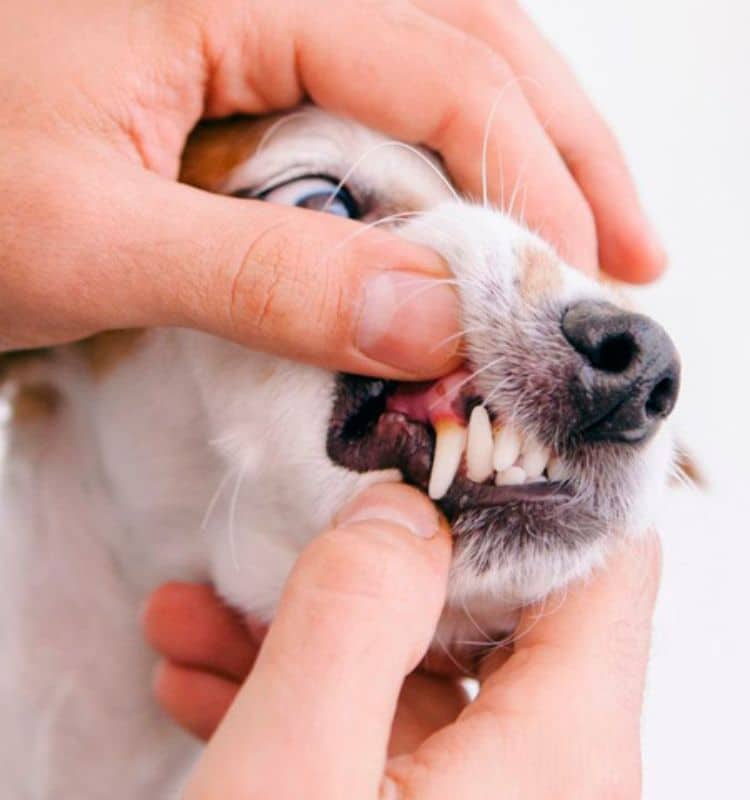 Pet oral health header image