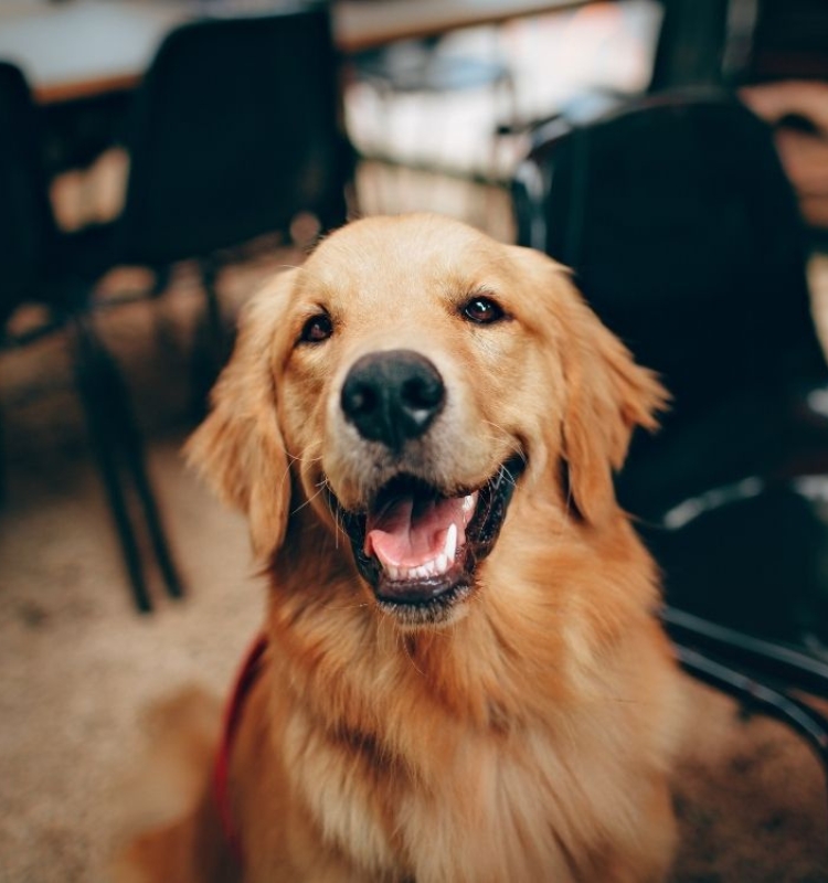 Mukilteo Veterinary Hospital