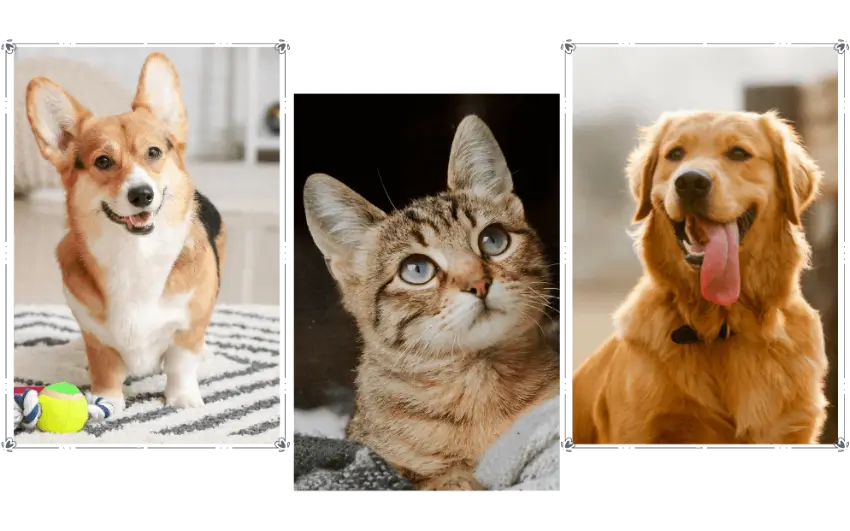 dogs-and-cat-hero A Collage of Pets
